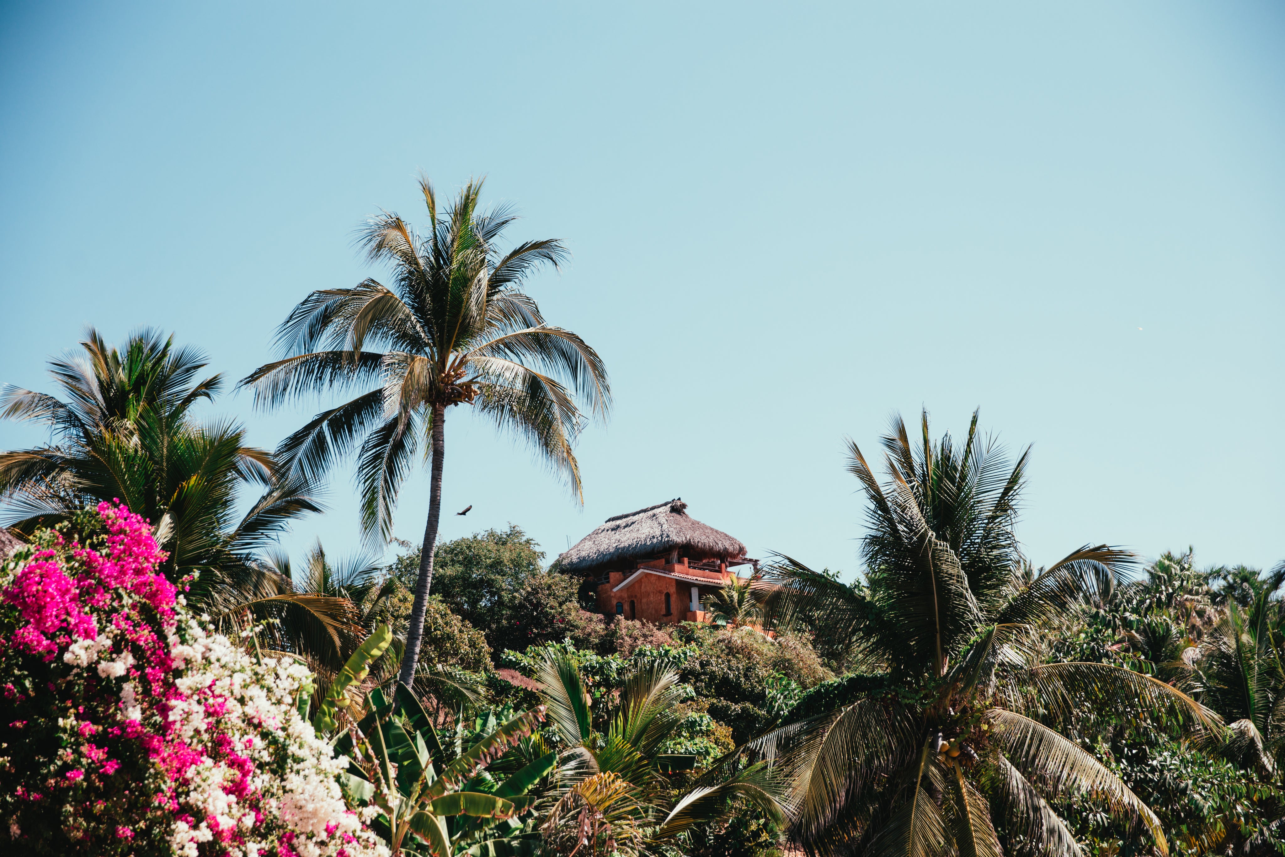 tropical-hut-with-palmtrees.jpg